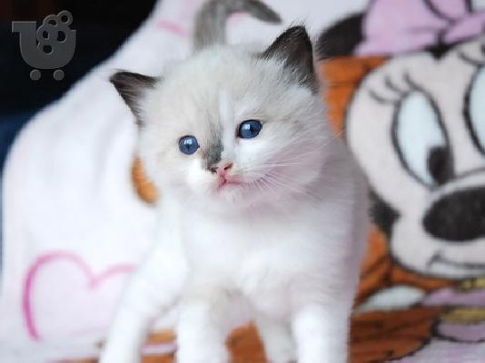 PoulaTo: Όμορφο και χαριτωμένα γατάκια Ragdoll,